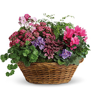 Simply Chic Mixed Plant Basket from In Full Bloom in Farmingdale, NY